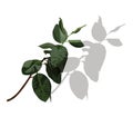 Leaves . A graceful branch that casts a shadow. Delicate tropical flowers for the bride\'s bouquet.