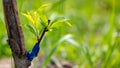 Leaves on a grafted branch of a fruit tree