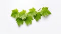 Leaves of grape isolated on white background. generative AI Royalty Free Stock Photo