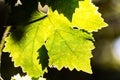 Leaves of grape in wineyard Royalty Free Stock Photo