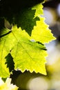 Leaves of grape in wineyard Royalty Free Stock Photo