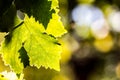 Leaves of grape in wineyard Royalty Free Stock Photo