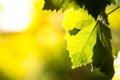 Leaves of grape in wineyard Royalty Free Stock Photo