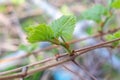 Leaves of grapes in the vineyard. grape growing Royalty Free Stock Photo