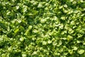 Leaves of grass background texture Royalty Free Stock Photo