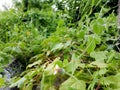 the leaves and grass began to turn green on the ground