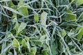 Leaves of grass and dandelion covered with hoarfrost in autumn Royalty Free Stock Photo