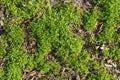 Leaves of grass and dry leaves background