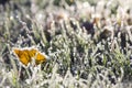 Leaves and grass in the frost October morning