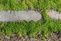 Leaves of grass, ground and curbstone background