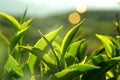 Leaves of green and black tea against the blue sky in the sunlight Royalty Free Stock Photo