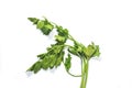 Leaves green celery parsley isolated on white background. Fresh tasty parsley bunch on white background Royalty Free Stock Photo