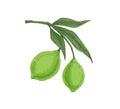 Leaves and green citrus fruits growing on lime tree branch. Tropical fragrant food on sprig. Realistic hand-drawn