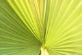 The leaves of green coconut are in pots.