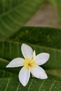 Leaves palm trees and white flower as a background Royalty Free Stock Photo