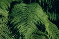 Leaves of green fresh forest fern close-up. Natural green background Royalty Free Stock Photo