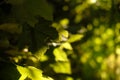 Leaves of green grapes, illuminated by the rays of the sun. Concept of play of light and shadow, selective focus and Royalty Free Stock Photo