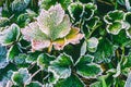 Leaves of green grass covered with frost on a cold spring morning, a close-up view from above. Royalty Free Stock Photo