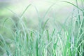 Leaves of green grass in the meadow. Summer evening, light breeze and calm  atmosphere Royalty Free Stock Photo
