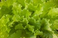 Leaves of green lettuce, close-up Royalty Free Stock Photo