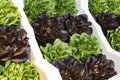 Leaves of green lettuce plant shot in close-up Royalty Free Stock Photo