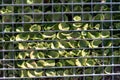 Leaves of a green living fresh plant in a mesh fence