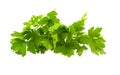 Leaves of green parsley Royalty Free Stock Photo