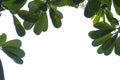 Leaves green plumeria blue sky background