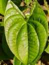 The leaves of the green potato tree, which look like the leaves of the betel tree, grow naturally Royalty Free Stock Photo