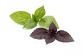 The leaves of green and purpl Basil on a white background