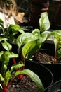 Leaves of chard growing in pots