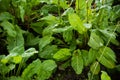 Leaves of green real sorrel with caterpillar holes