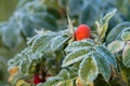 The leaves of the green rosehip are covered with frost. Freezing. Autumn morning Royalty Free Stock Photo