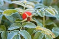 The leaves of the green rosehip are covered with frost. Freezing. Autumn morning Royalty Free Stock Photo
