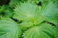 Leaves of the green shiso perilla herb growing in the garden Royalty Free Stock Photo