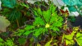 the leaves of the green star begonia ornamental plant look attractive with green and red and black spots Royalty Free Stock Photo