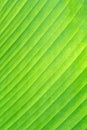 Leaves green texture or canna lily natural with white line vein patterns for natural Royalty Free Stock Photo