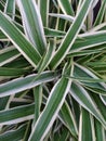 Leaves, green texture, leaves background, abstraction nature