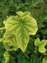 The leaves of the green yellow vines are very suitable for planting on the terrace of the house Royalty Free Stock Photo