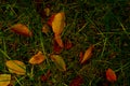 Leaves on the ground Royalty Free Stock Photo