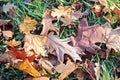 Leaves on the ground in autumn as a background