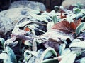 Leaves on the ground with frost in winter. Frost on the leaf and grass. Autumn leaves covered with frost - background