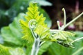 Leaves of a growing cucumber. Close-up Royalty Free Stock Photo