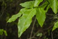 Leaves Of The Guinep Tree Royalty Free Stock Photo