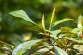 Leaves of Gutta percha, Palaquium gutta