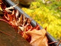 Leaves in the gutter Royalty Free Stock Photo