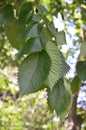 European Hornbeam Leaves