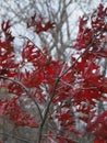 The leaves have changed to a bright red on this small tree. Royalty Free Stock Photo