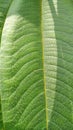 leaves that have fine hairs on the surface