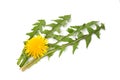 Leaves of hawkbit Royalty Free Stock Photo